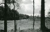 Älgar i skogen i Bystad, 1939