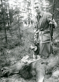 Jägare, hund och fälld älg på Bystad, ca 1950