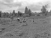 Bindning av havrekärvar i Karlstorp, 1926