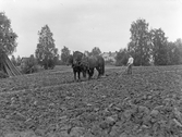 Plöjning med hästar, 1930-tal