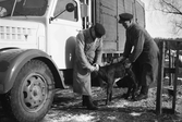 Öronmärkning av boskap, 1950-tal