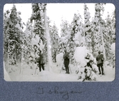 Skidfärd i skogen i Överkalix, 1913