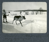 Skidåkning efter ren i Överkalix, 1913