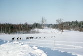 Hjortar på Bystads ägor, ca 1967