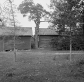 Borlänge, Sörbo. Smöjtall, fridslyst 1917.
(smöjtall är ett träd med ett ganska stort hål genom stammen)