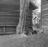 Borlänge, Sörbo 1921. Smöjtall, fridslyst 1917. Med Hembyggdsförbundets skyddstavla.
(smöjtall är ett träd med ett ganska stort hål genom stammen)