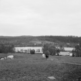 Borlänge, Holmtjärn.