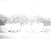 Bild 111. Kvinnfålki räkar i Tranängä