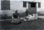 Bild 296. Fäi-mor Ann Kaisä u ungmor klippar lamb