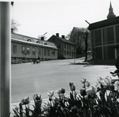 Kvarteret Kyrkbacken 2, Hudiksvall, ovanför och till höger om prästgården. Till höger syns hörnet av biografhuset. Ovanför i bakgrunden syns kyrktornet. I förgrunden syns en rabatt med tulpaner.