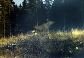 Älg i skogsbrynet, 1975