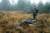 Johan Gripenstedt och fäll älgtjur i Karlskoga, 1987