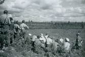 Det är glest mellan träden menar skogiseleverna, 1947