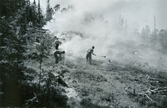 Hyggesbränningen tar sig i Lycksele, 1947