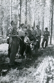 Skogisleverna vljer träd att gallra i Norrland, 1947