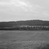 Borlänge, Torsång, från L.Ornäs. Dalen och trädgårds. 1921-1926.