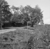 Borlänge, Torsång, gamla pilar vid Prostgården 1921-1926.