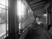 Okänd bostad i Växjö. Interiör av en glasveranda med en lång rad planterade växter.