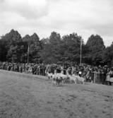 Uppvisning av en fårskock och vallhund på skolgården till Växjö Högre Allmänna Läroverk.