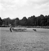 Uppvisning av en fårskock och vallhund på skolgården till Växjö Högre Allmänna Läroverk.