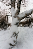 Ett träd i omgivningarna kring bostadsområdet vid Höjdgatan i Mölndal efter snöstormen den 17 november 1995.