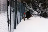 En man som ordnar till sin cykel vid ett stängsel i Mölndal efter snöstormen den 17 november 1995. Den exakta platsen är okänd.