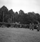 Lantbruksmötet. 
En stående kvinna kör tvåspann längs en bana runt läroverkets skolgård. 
Till vänster står tre domare och begrundar det hela.