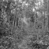 Borlänge, Tingshögen i Bro.