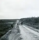 Innan sista sommaren var slut åkte skogisleverna till Danmark och besåg de Jylländska hedar, 1949