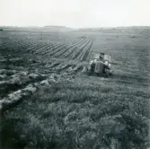 Skogisleverna studerade jylländskt jordbruk, 1949