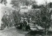 Familjen Gripenstedt i fruktträdgården på Nynäs slott, ca 1910