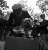 Jaktens dag och hundutställning. En terrier (från Torne gård ?) får en sista kamning och borstning innan bedömning. Två herrar övervakar det hela i bakgrunden.