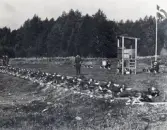 MM i militär femkamp på I11. (1:a i lag: P6, 2:a: I11. Individuell segrare: Claes Friberg, I11).
Augusti 1966. 
Skytte.