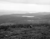 Lima. Vålsätra, Äppelrostjärn.

