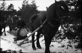 Häst i förgrunden som drar timmer i skogen en vinterdag. På stocken sitter en yngling och i bakgrunden skymtar ytterligare en man med häst.