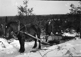 Gustav Henriksson, Lövagård, drar timmer efter häst i skogen en vinterdag.