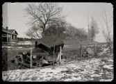 Bilolycka vid Dingtuna. Landsfiskal Forsberg i Kolbäcks distrikt.
Ur Gustaf Åhmans samling.