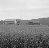 Borlänge, Tolsbo. Maj Eriks och Södergrens gård.