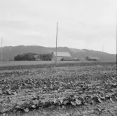 Borlänge, Stora Tuna, Tolsbo, Majäs.