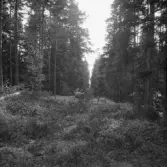 Falun, Sundborn, Skuruhäll. Rågatan mellan Sundborn och Torsåker från Skuruhäll.