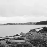 Borlänge, Torsång. Kyna och Bockön från Viken 1921-1926.