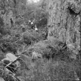 Borlänge, Dragbergsgattu. (Dragbersgatan)