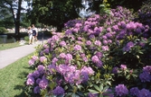 Besökare i stadsparken vid buskar med Rhododendron, 1989