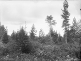 Grundsunda socken. Skademark: Stormyren, detalj. Dikning 1895-1899; komplettering 1911-1913.
Foto september 1916.
Fotograf: W. Wångström, Ö-vik.
No. 46 i 