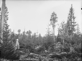 Anundsjö socken. 
Kubbe: Den ej brända delen av hygget öster om Risbäckvägen.
Foto: 27 september 1916.
Fotograf: W. Wångström, Ö-vik