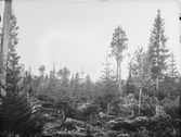 Anundsjö socken. 
Kubbe: Den ej brända delen av hygget öster om Risbäckvägen.
Foto: 27 september 1916.
Fotograf: W. Wångström, Ö-vik