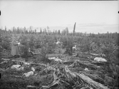 Anundsjö socken. 
Klocken: Östra brännans västra del å en kulle c:a 50 m. från dalen botten. (1904 års bränna).. Rutsådd tallfrö från Ljusdal 1905. De flesta platserna förstördes genom uppfrysning. Ånyo sådd 1906. Hjälpsådd 1911. Hygget stängt 1906 och 1908. 
Foto: 29 september 1916.
Fotograf: W. Wångström, Ö-vik
Jämför no 24 i 