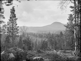 Anundsjö socken. 
Innertellmo: skogslandskap. Ottensjöklacken; mellan denna och sjön dikad myr.
Foto:juni 1916.
Fotograf: W. Wångström, Ö-vik
No 41 i 