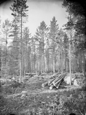 Anundsjö socken. 
Brattsjö: Gallrat tallbestånd vid faktorsbostaden sommaren 1916. Cirka 35% av kubikmassan uttaget. Ålder 60-70 år.
Foto:september 1916.
Fotograf: W. Wångström, Ö-vik
No 18 i 