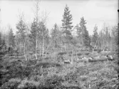 Anundsjö socken?
Foto hösten 1916?